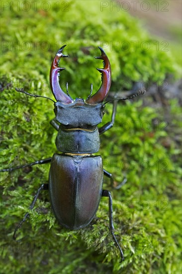 European stag beetle