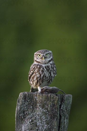 Little owl