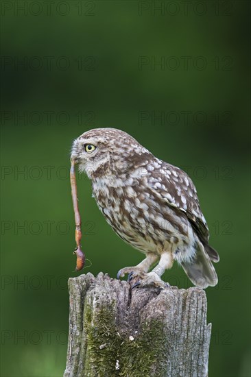 Ringed little owl