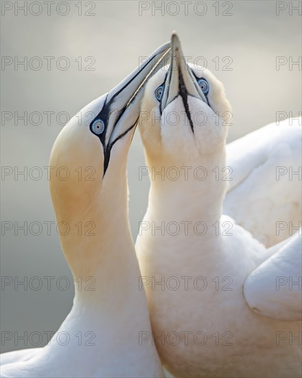 Northern gannet