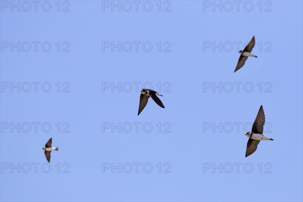 Flock of European sand martins