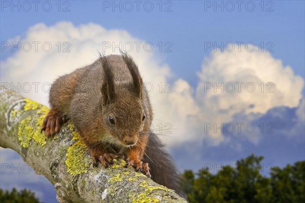 Eurasian red squirrel