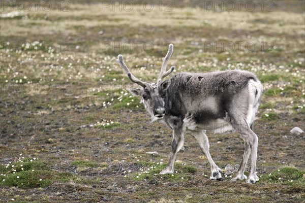 Svalbard reindeer