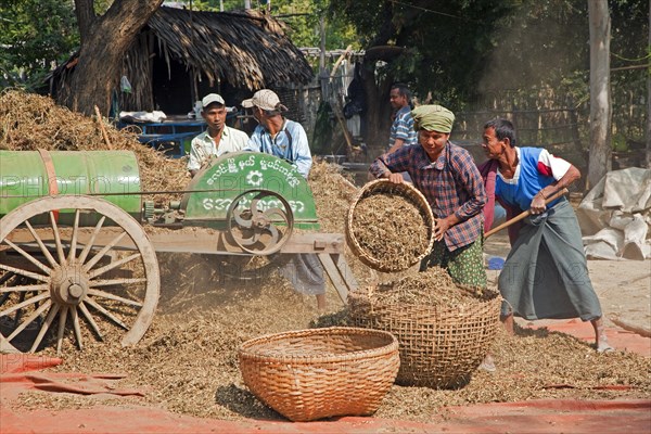 Manual labourers cutting rice harvest with thresher