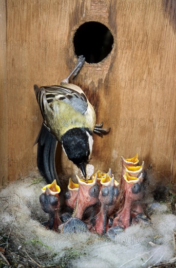 Interior of birdhouse showing Great tit