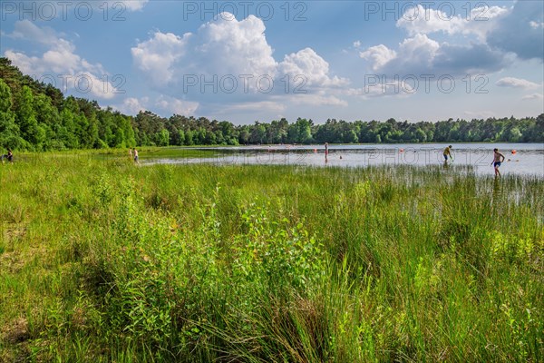 Forest lake