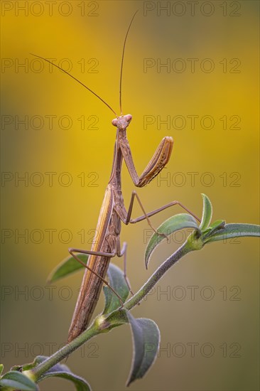 European mantis