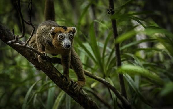 Crowned lemur