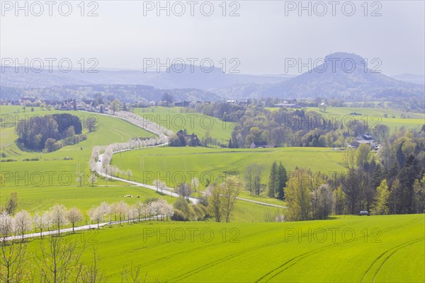 Cherry avenue on the Adamsberg with a view of the Koenigstein Fortress and the Lilienstein