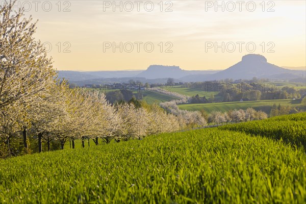 Cherry avenue on the Adamsberg with a view of the Koenigstein Fortress and the Lilienstein