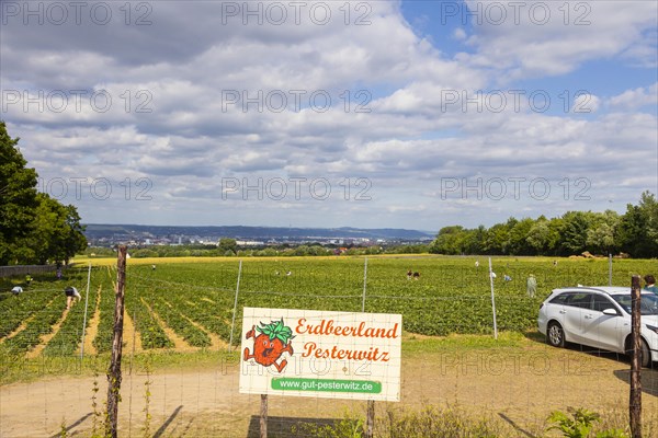 Strawberry self-picking in a field in Altfranken