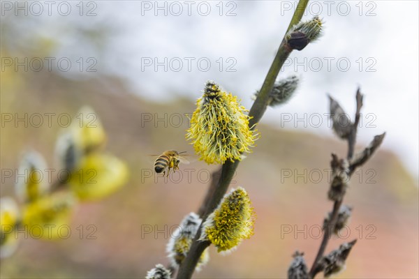 Bees gather nectar on willow catkins in the first warm rays of sunshine