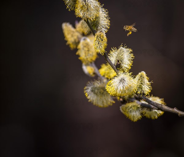 Bees gather nectar on willow catkins in the first warm rays of sunshine