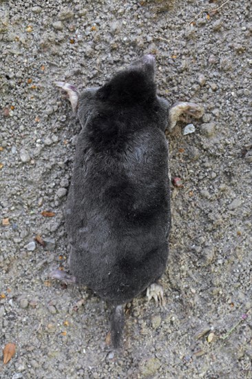 Top view over European mole