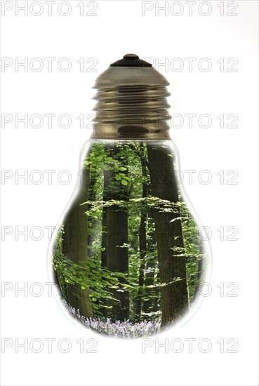 Trees in spring forest inside incandescent lamp