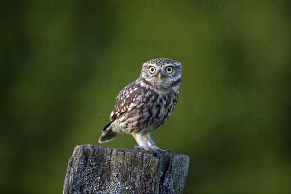 Ringed little owl