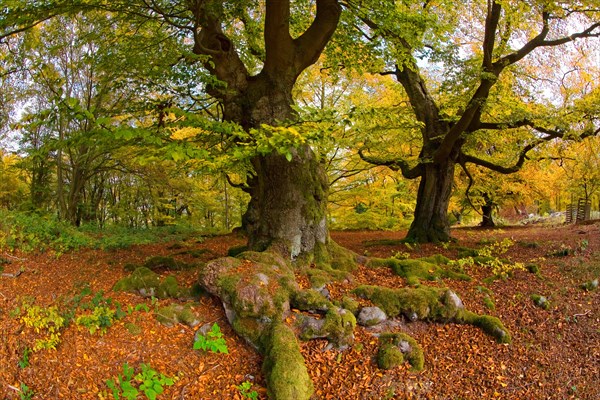 Beech forest