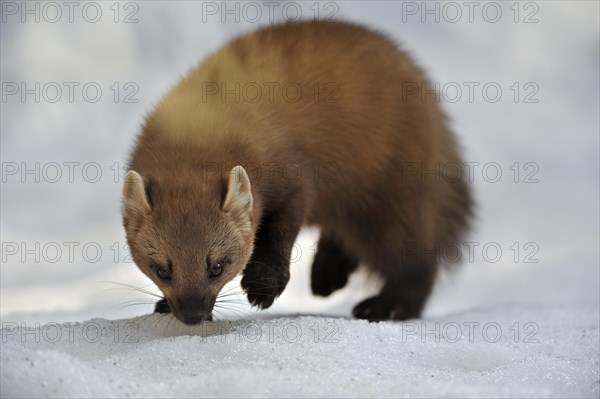 European pine marten