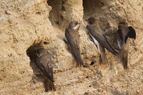 European sand martins