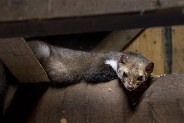 Beech marten