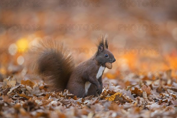 Cute Eurasian red squirrel