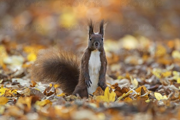 Alert Eurasian red squirrel