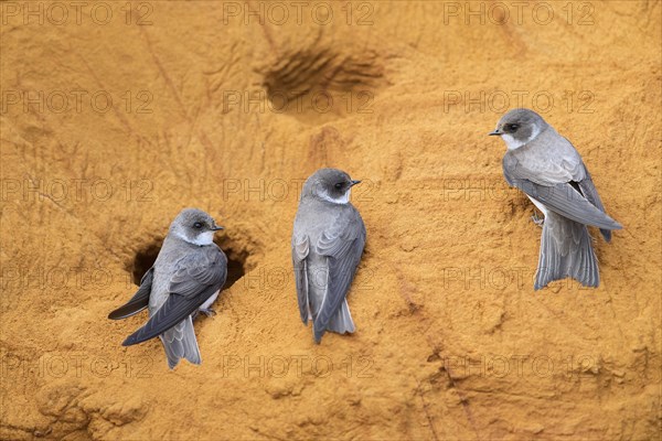 Three sand martins