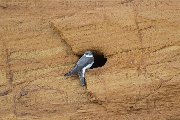 European sand martin