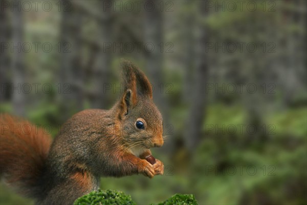 Red squirrel