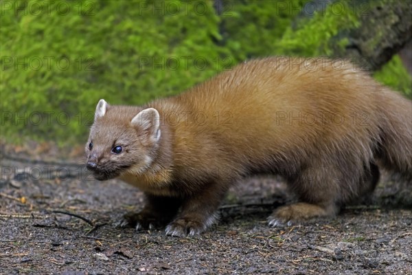 European pine marten