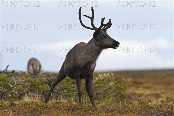 Reindeer