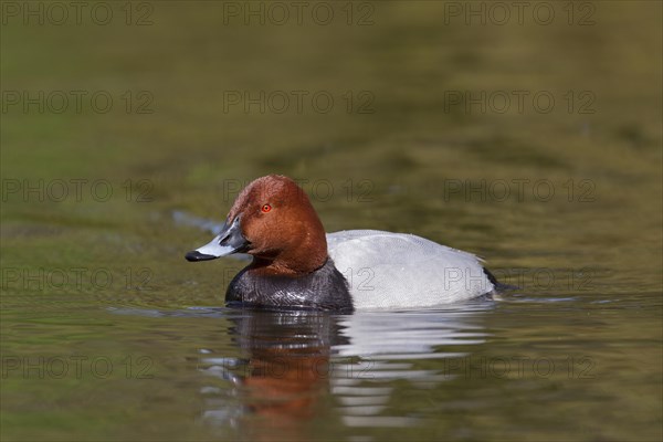 Common pochard