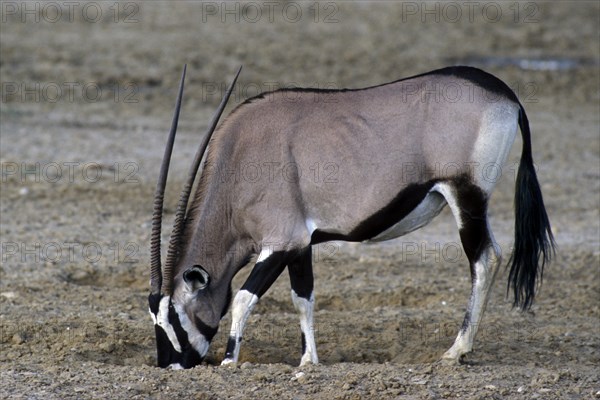 Gemsbok