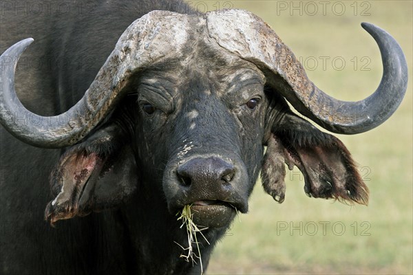 African buffalo