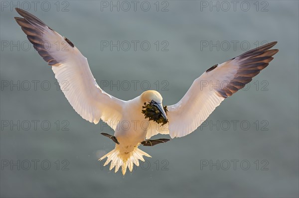 Northern gannet