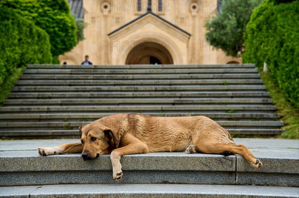 Street dog lying on the stairs in front of Sameba Cathedral