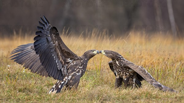 White-tailed eagle