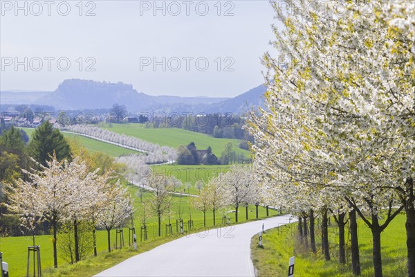 Cherry avenue on the Adamsberg with a view of the Koenigstein Fortress and the Lilienstein