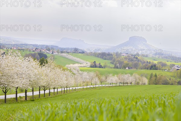 Cherry avenue on the Adamsberg with a view of the Koenigstein Fortress and the Lilienstein