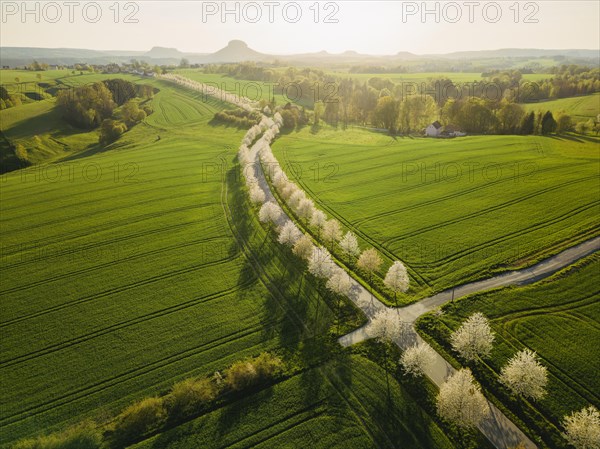 Cherry avenue on the Adamsberg with a view of the Koenigstein Fortress and the Lilienstein