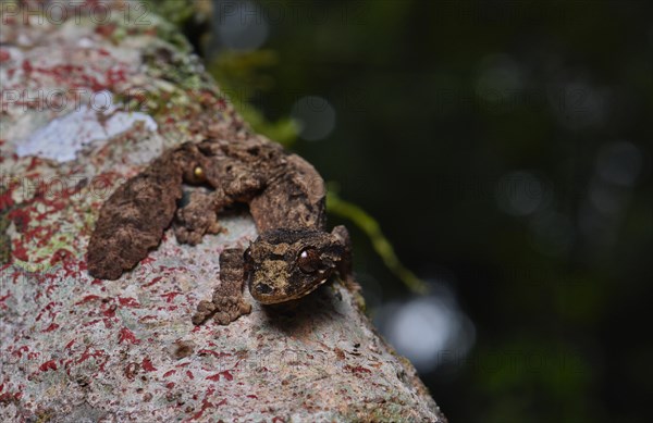 Leaf-tailed gecko