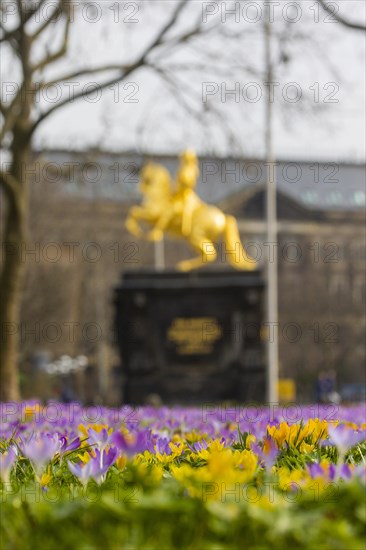 Thousands of crocuses and winter roses are in bloom around the Golden Rider at Neustaedter Markt and are a popular photo motif