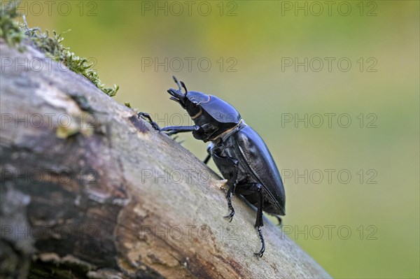 European stag beetle