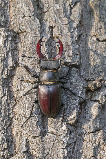 European stag beetle