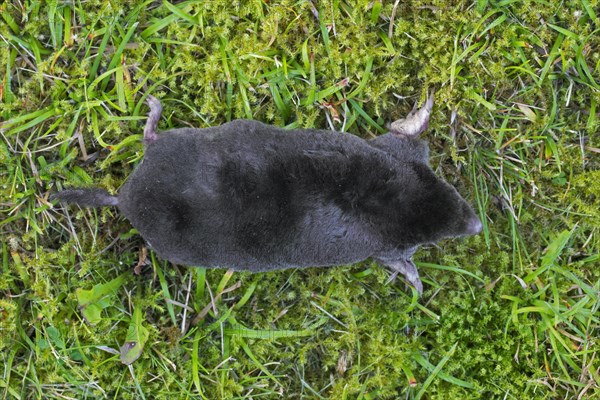 Top view over European mole