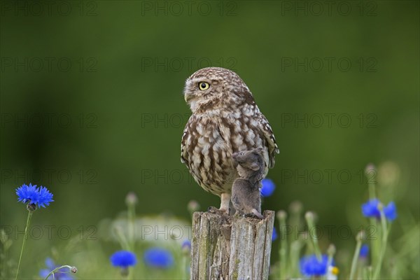 Ringed little owl