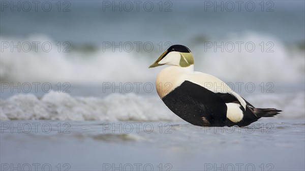 Common Eider