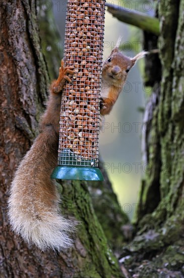 Red squirrel