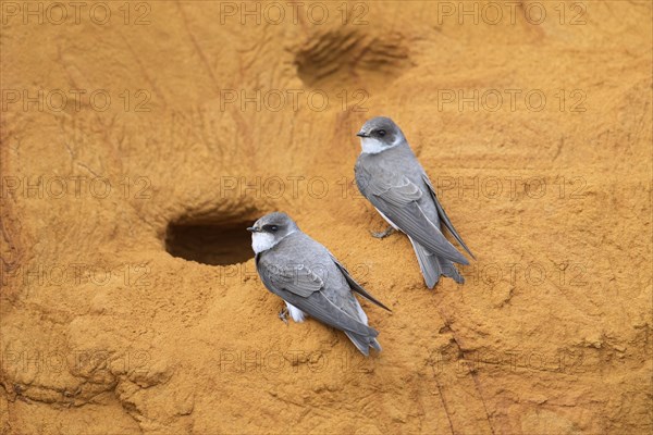 Couple of sand martins