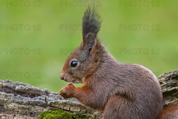 Cute Eurasian red squirrel